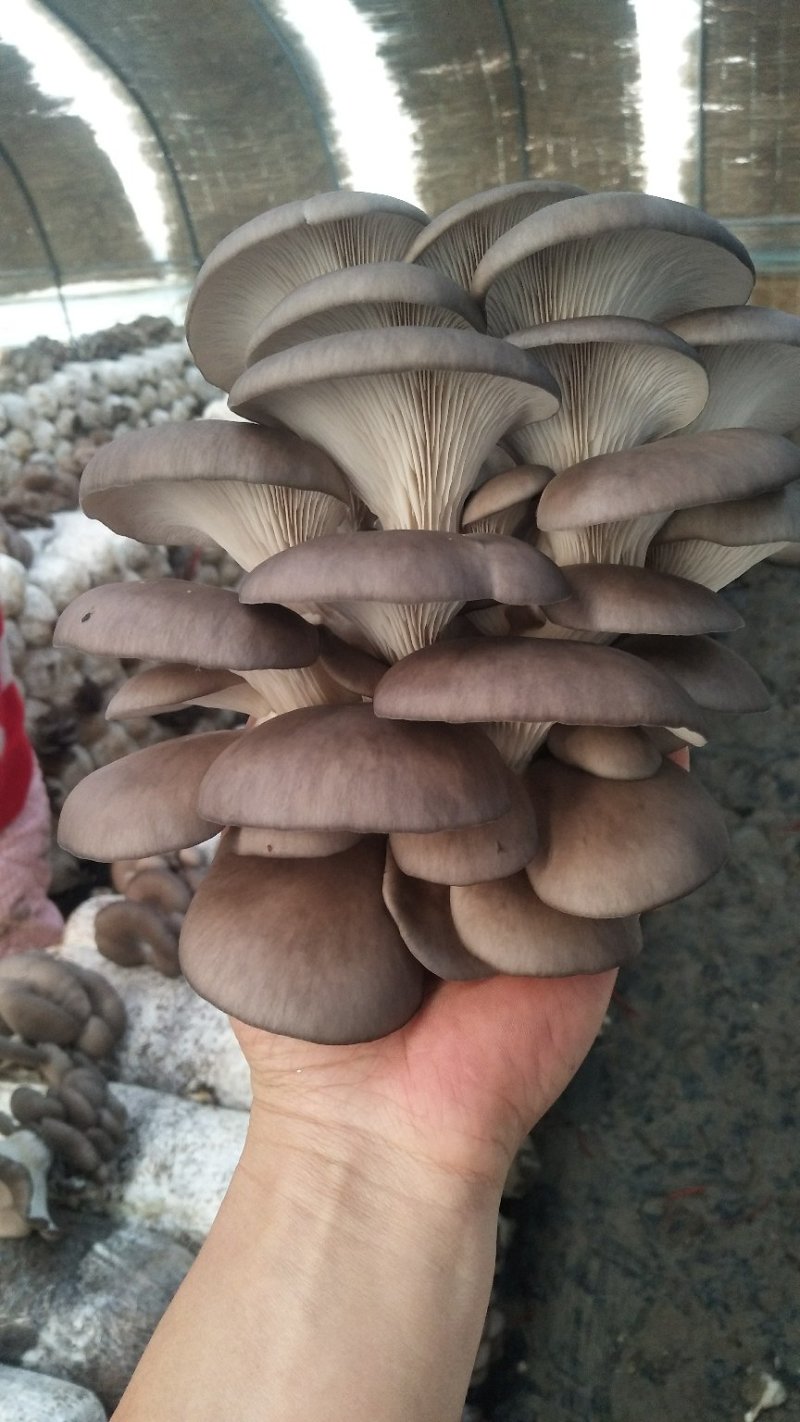 灰平菇