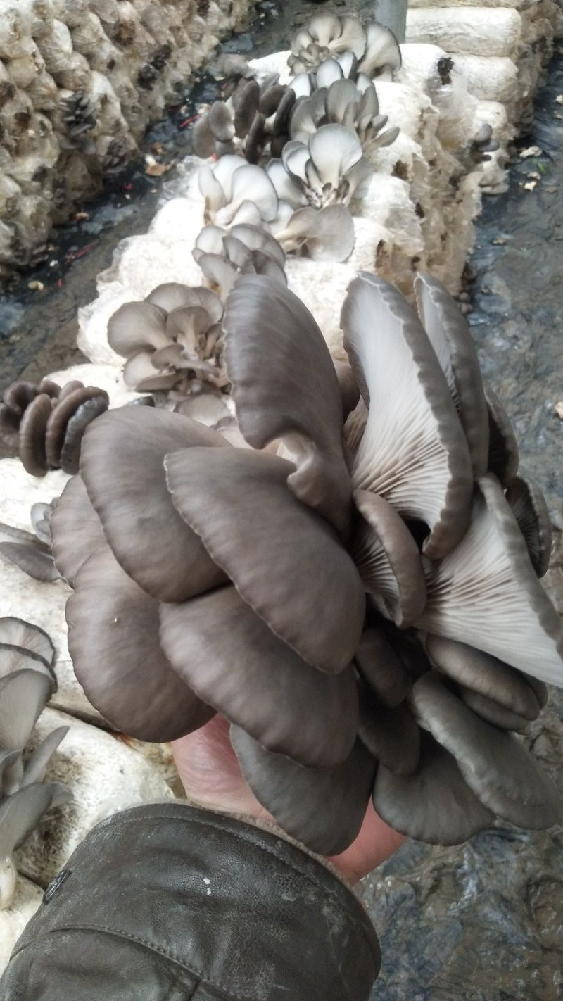灰平菇