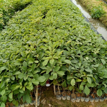 多花黄花枫铃木，枫铃木小袋苗