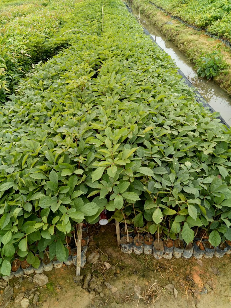 多花黄花枫铃木，枫铃木小袋苗