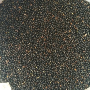 通草种子干货基地直发对接全国提供技术指导