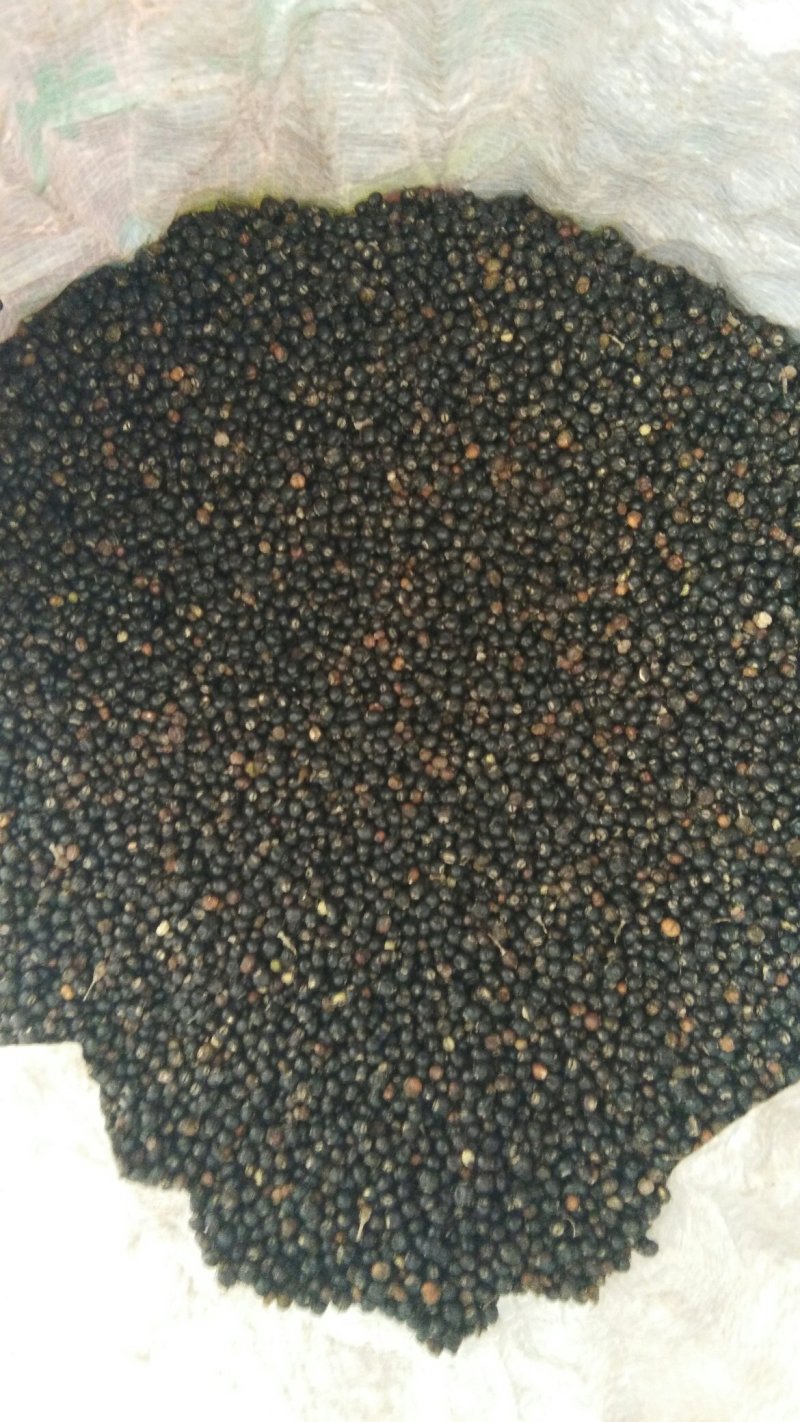 通草种子干货基地直发对接全国提供技术指导