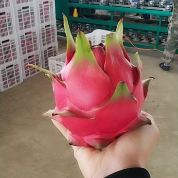 火龙果红心火龙果金都一号基地直发货源充足