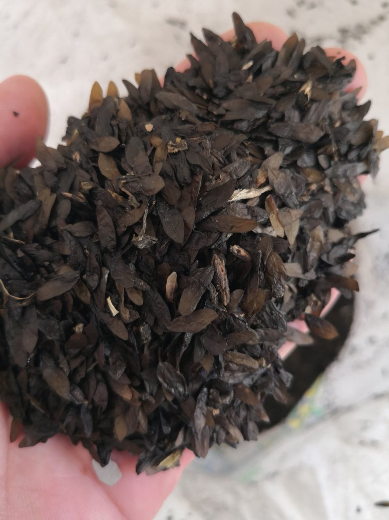 玉簪种子
