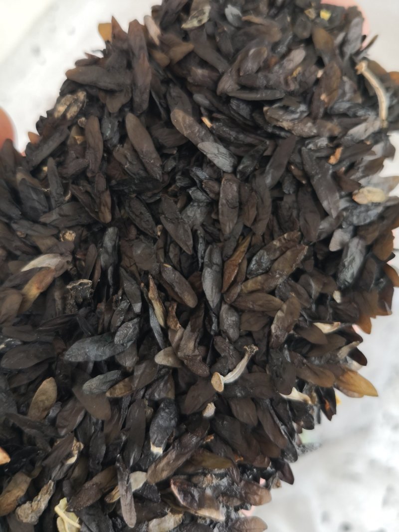 玉簪种子