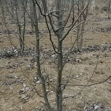晚秋黄梨树