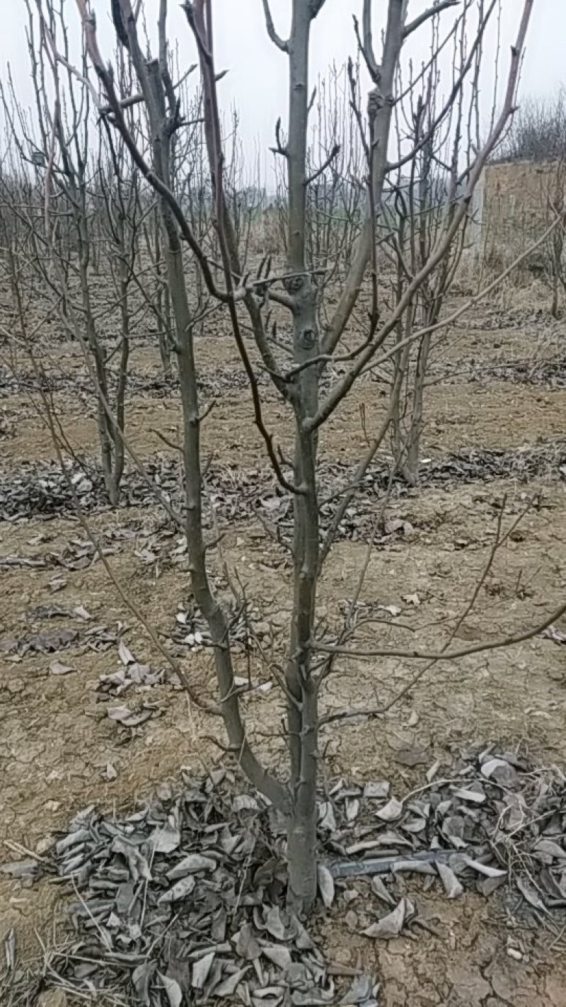 晚秋黄梨树