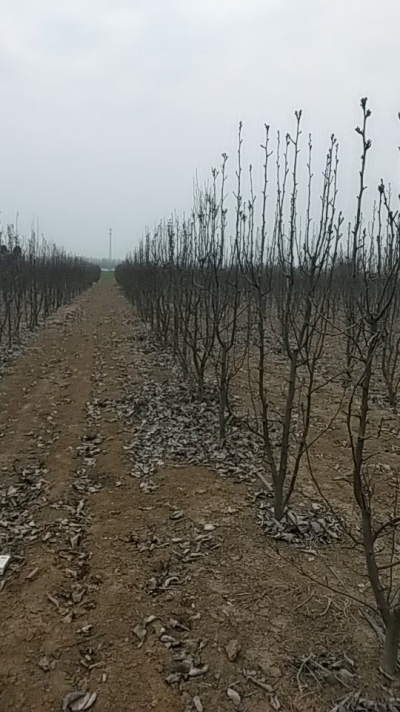 晚秋黄梨树