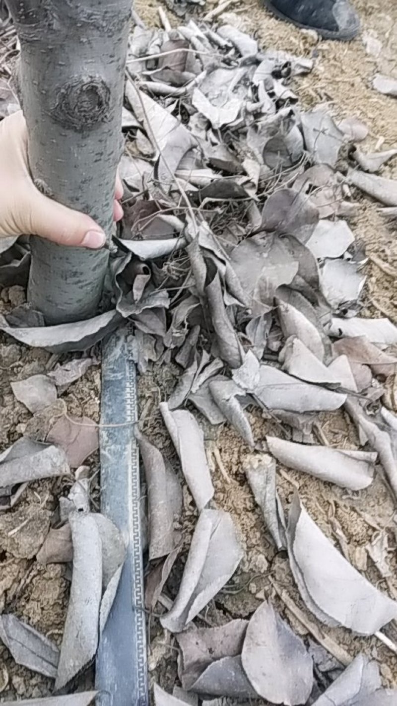 晚秋黄梨树
