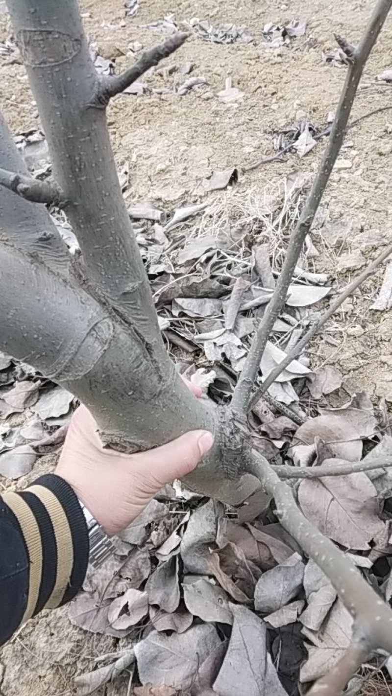 晚秋黄梨树