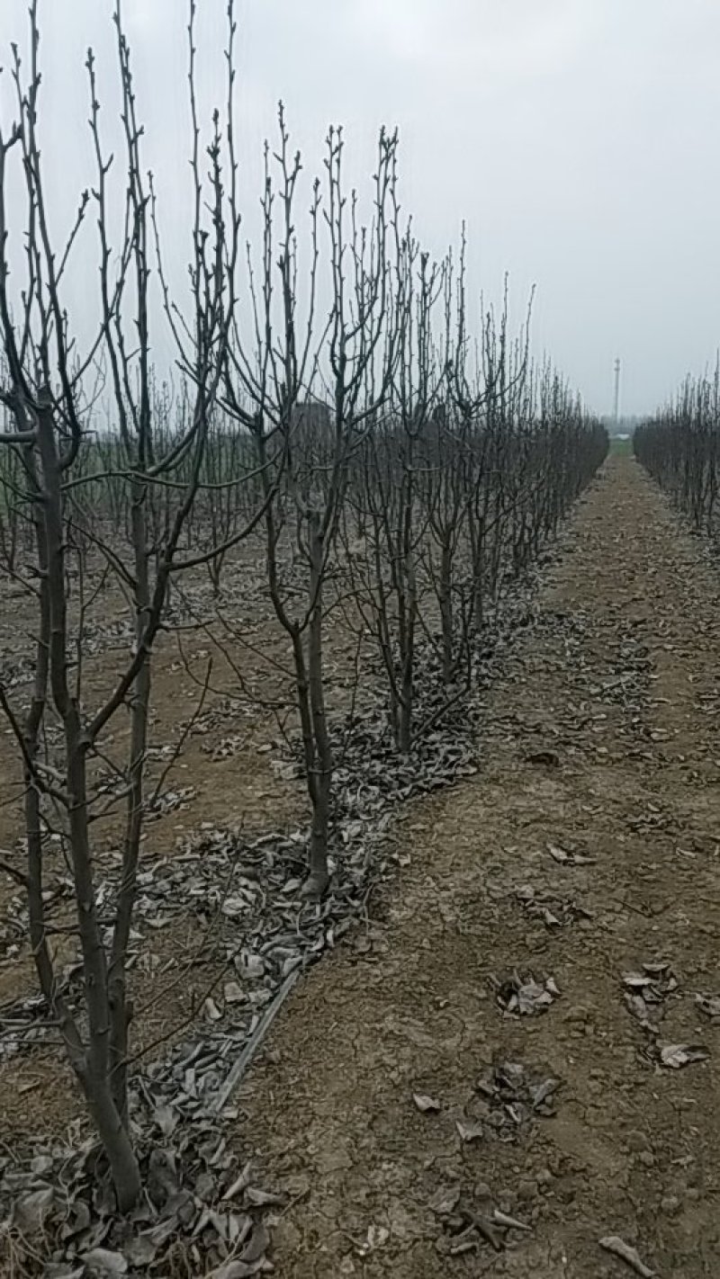 晚秋黄梨树