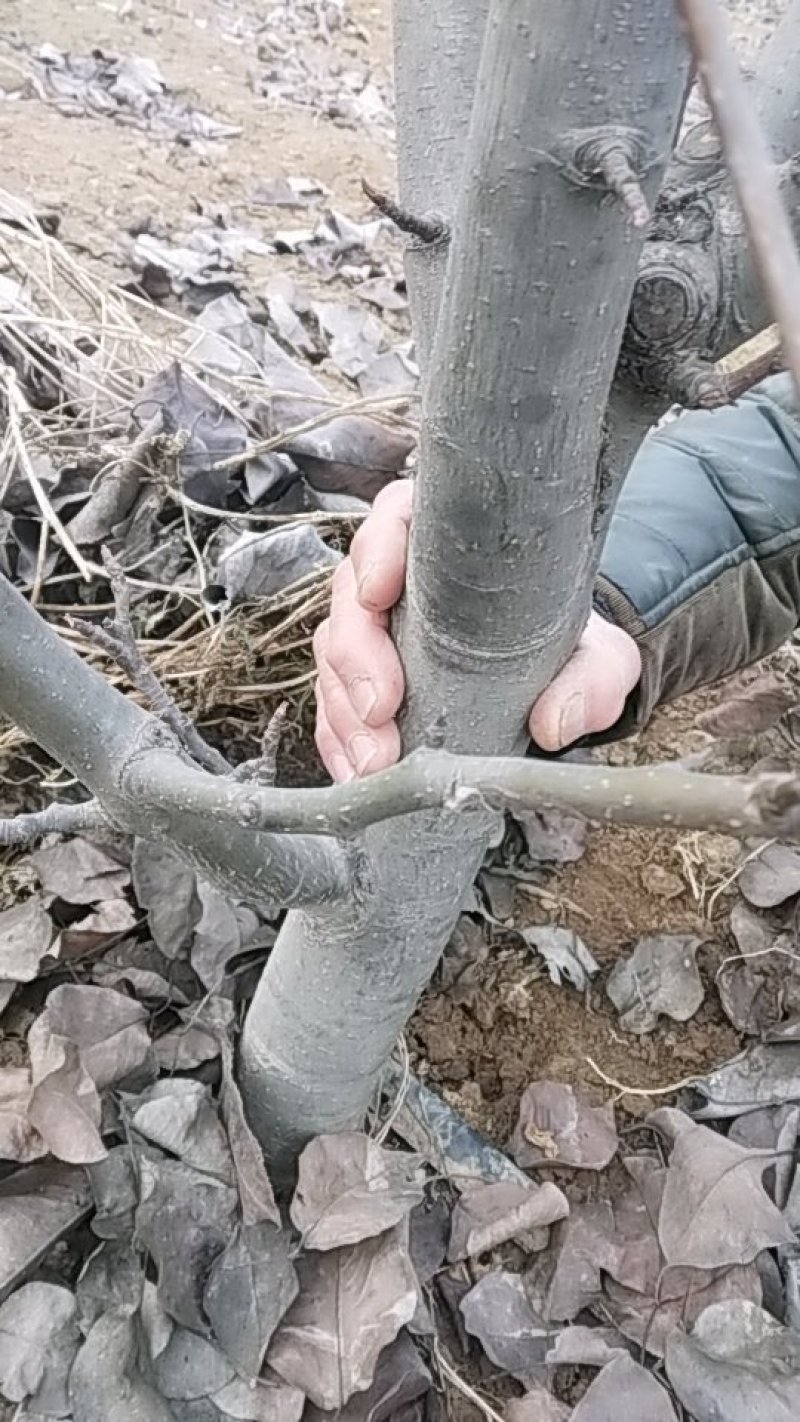 晚秋黄梨树