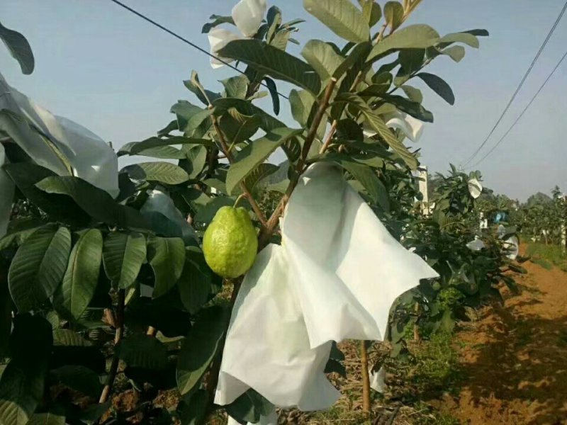 番石榴苗西瓜巴乐番石榴苗