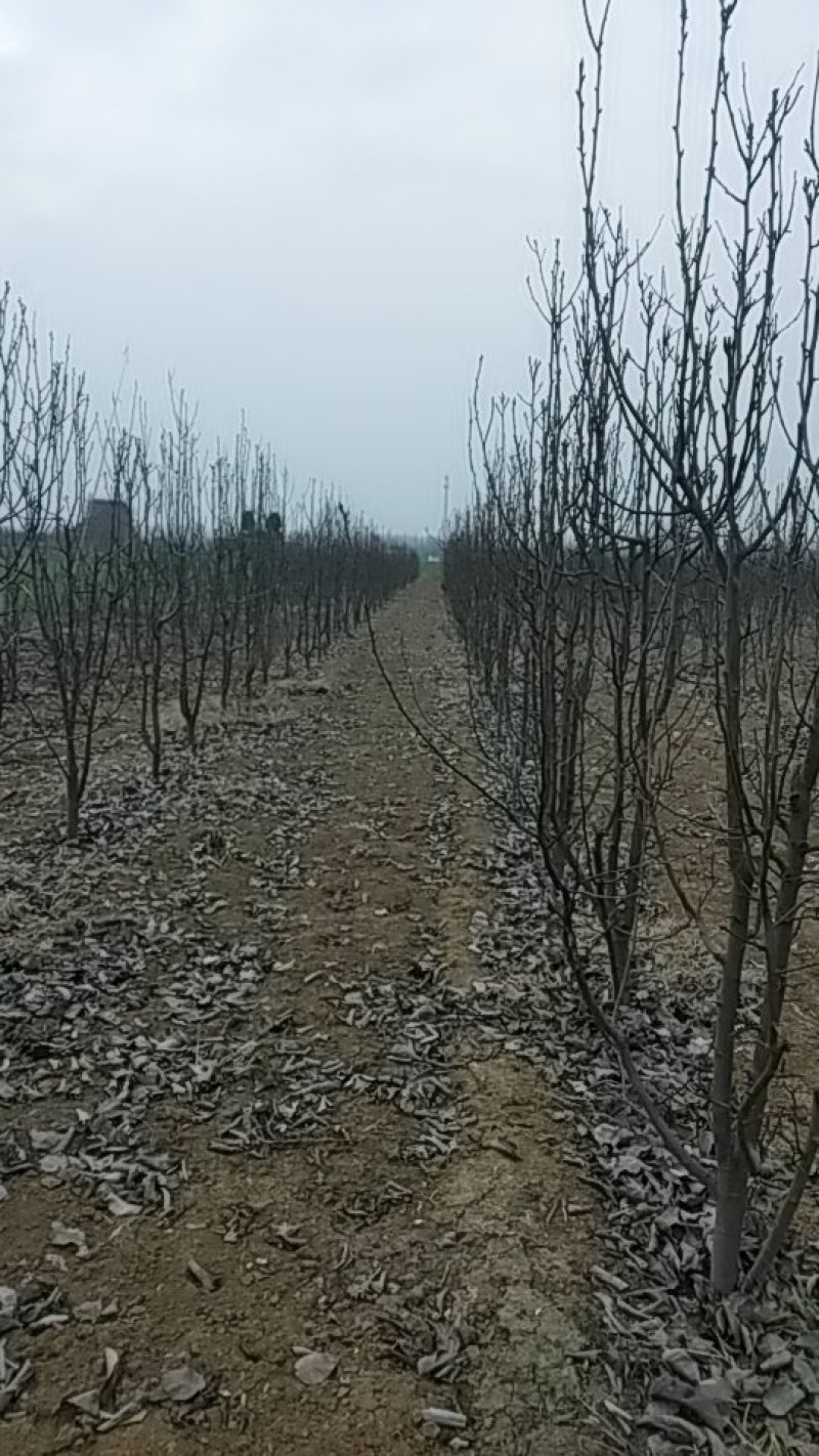 晚秋黄梨树