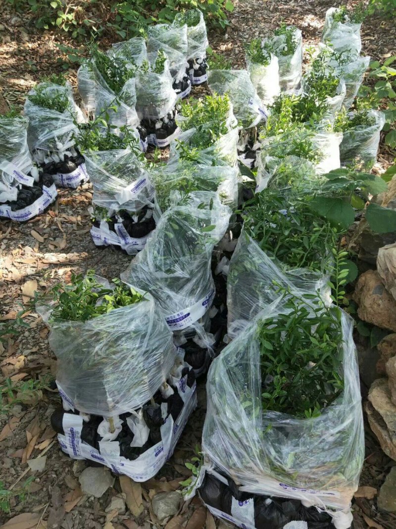 手指柠檬苗澳洲手指柠檬苗手指柠檬苗水香柠檬苗