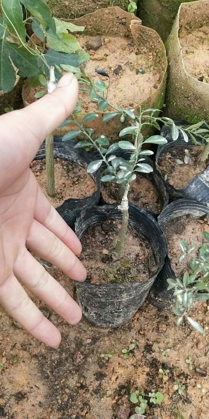 手指柠檬苗澳洲手指柠檬苗手指柠檬苗水香柠檬苗