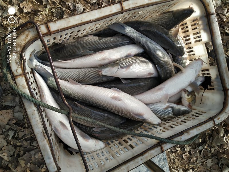 银鳕鱼原塘精品银鳕鱼