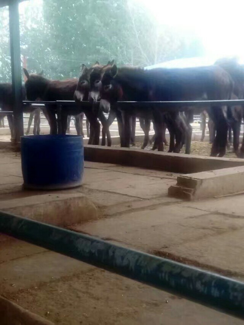 禽畜种苗肉牛犊，肉驴苗，羊种苗