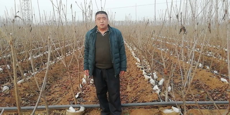 结果早，丰产大樱桃苗，矮化吉塞拉樱桃苗
