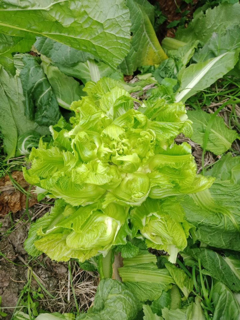 精品儿菜