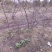 江西中花吴茱萸根生苗，根部粗壮，无病虫害，易成活。