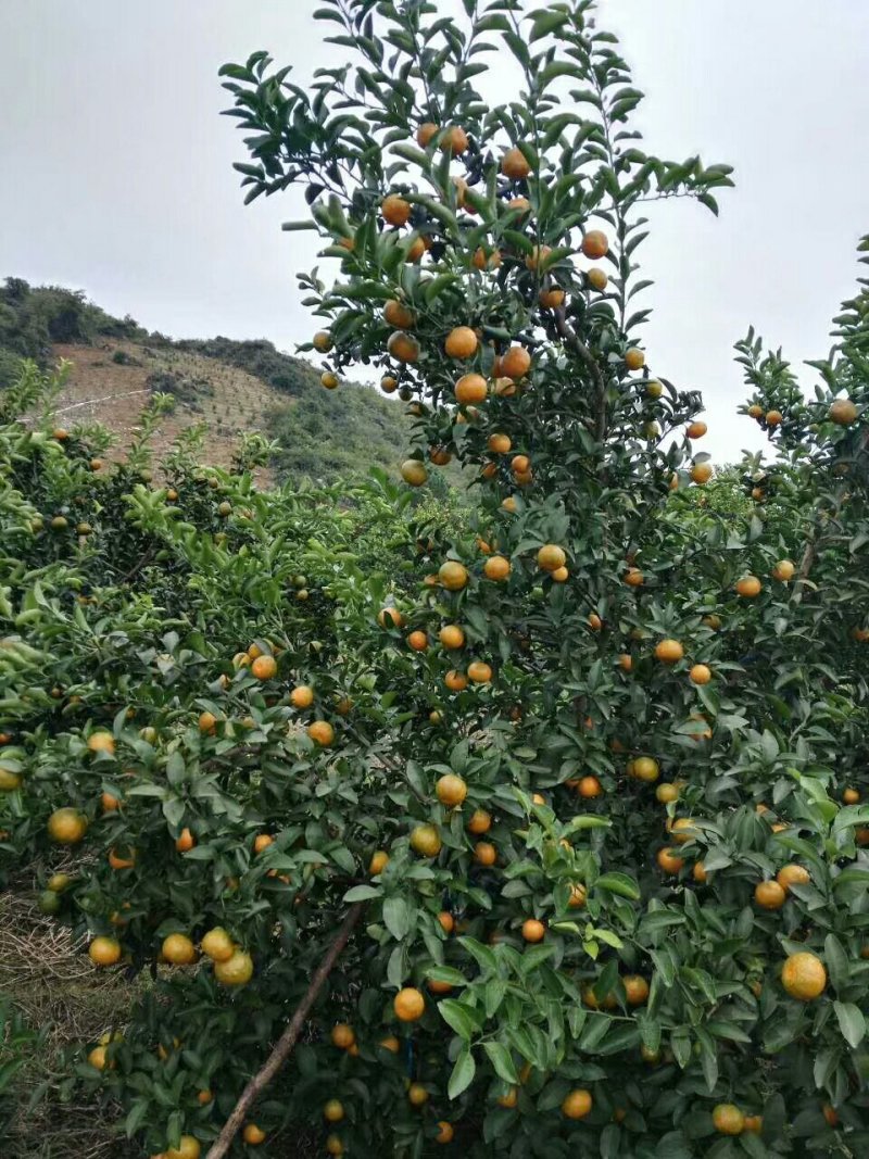 清香橘