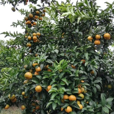 清香橘