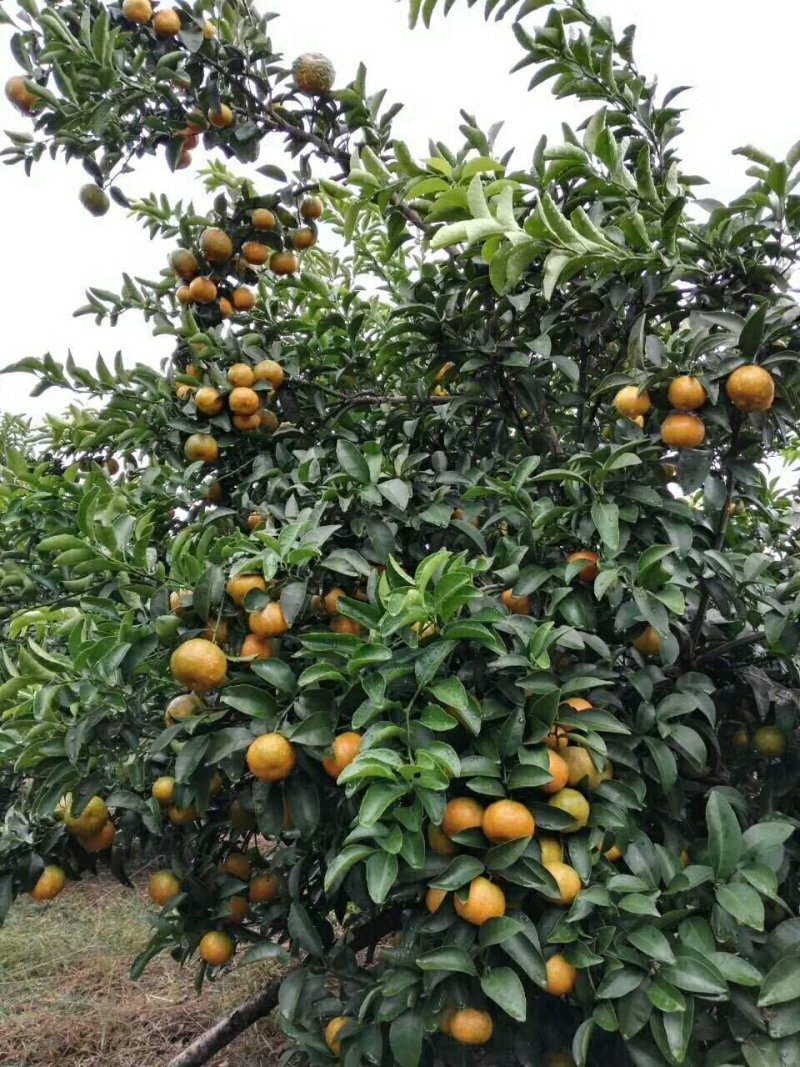清香橘