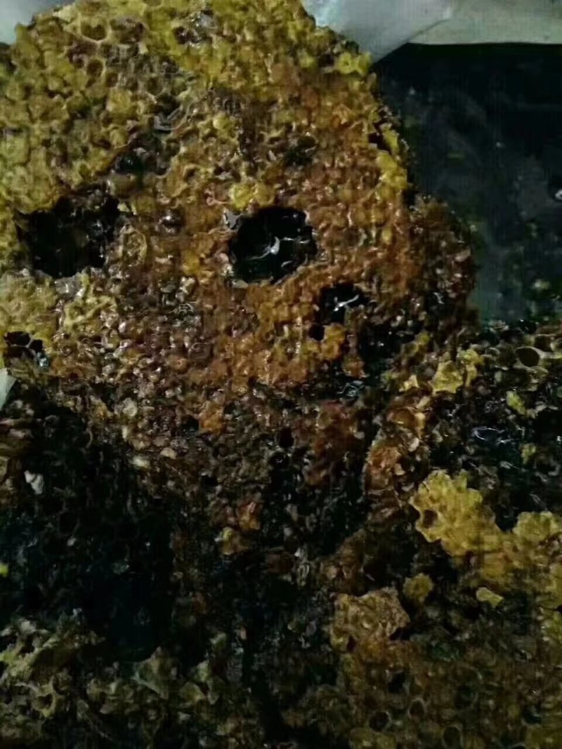 缅甸野生黑蜂蜜一手货源