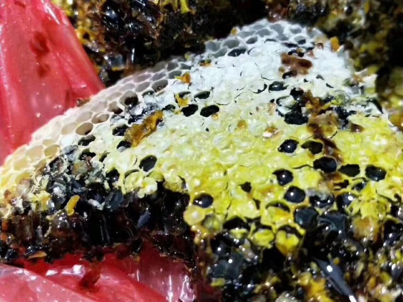 缅甸野生黑蜂蜜一手货源