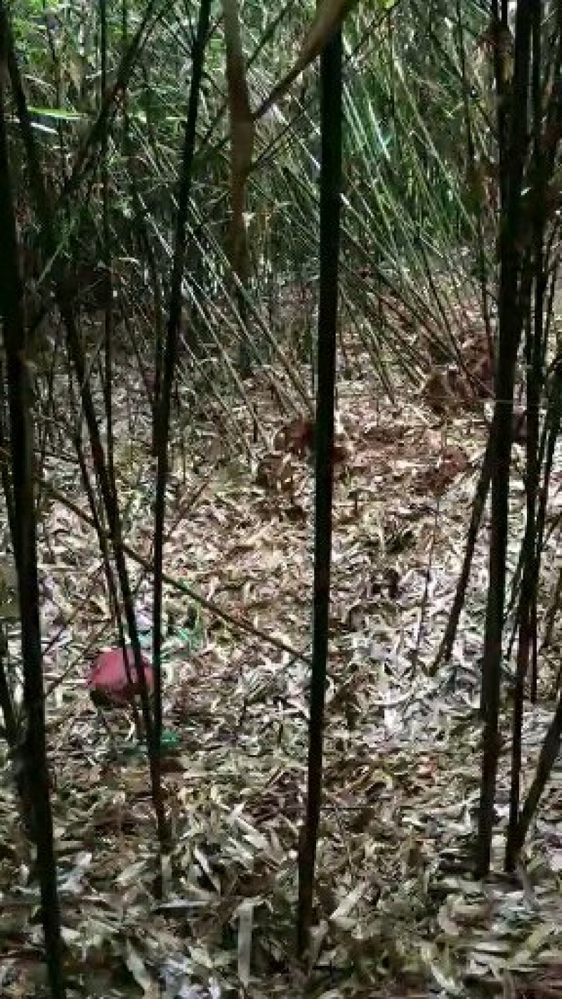 标杆竹子