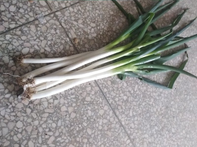 铁杆大葱