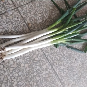 铁杆大葱