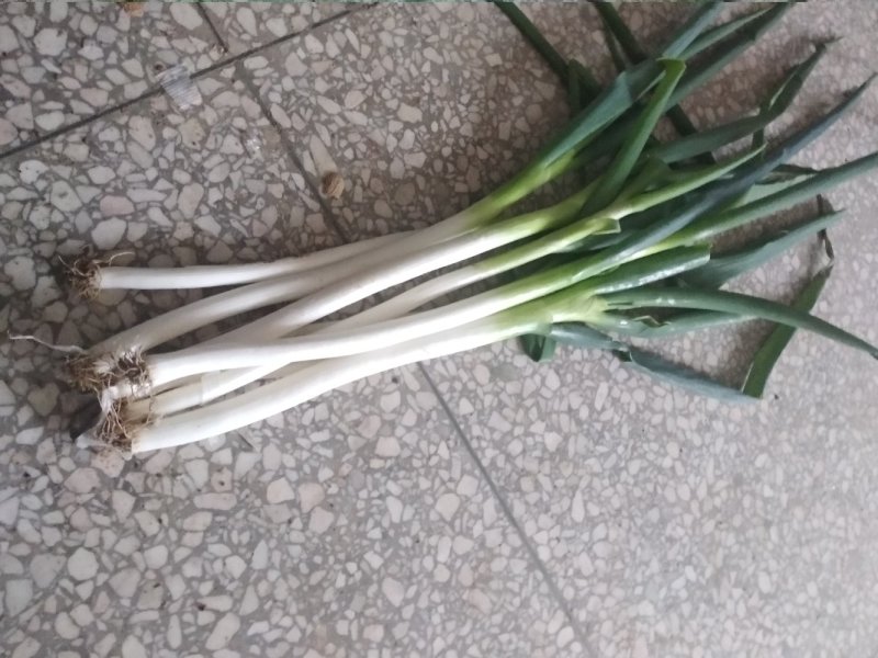 铁杆大葱