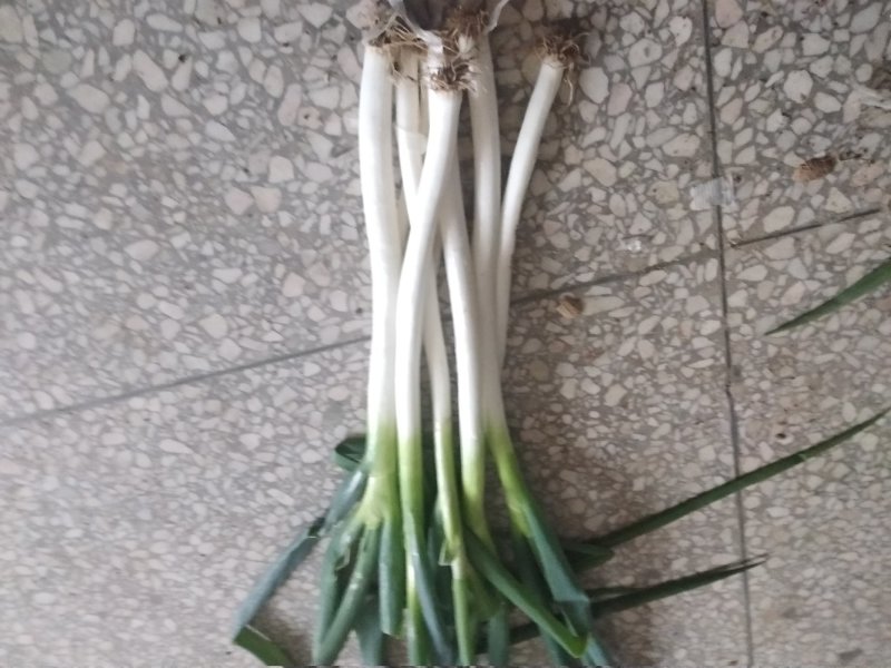 铁杆大葱