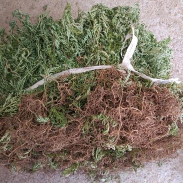 大量供应石上柏金花草