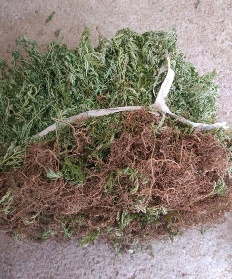 大量供应石上柏金花草