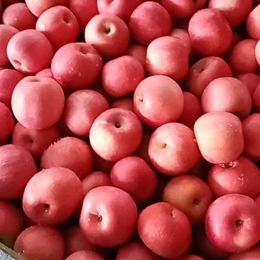 万亩山区红富士苹果上市条纹红，片红，全红富士苹果