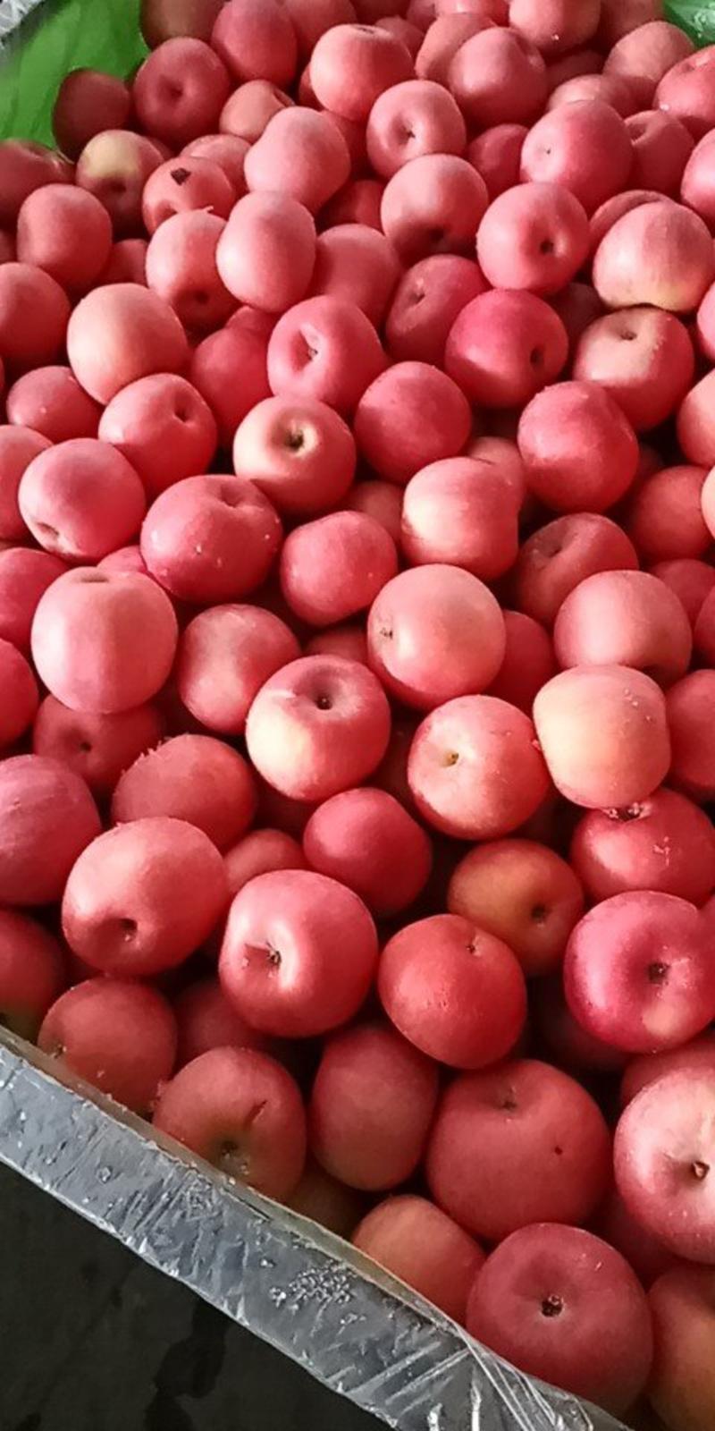 万亩山区红富士苹果上市条纹红，片红，全红富士苹果