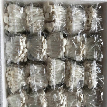 盒蟹盒白