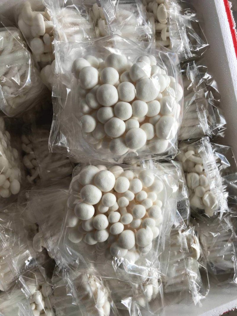盒蟹盒白