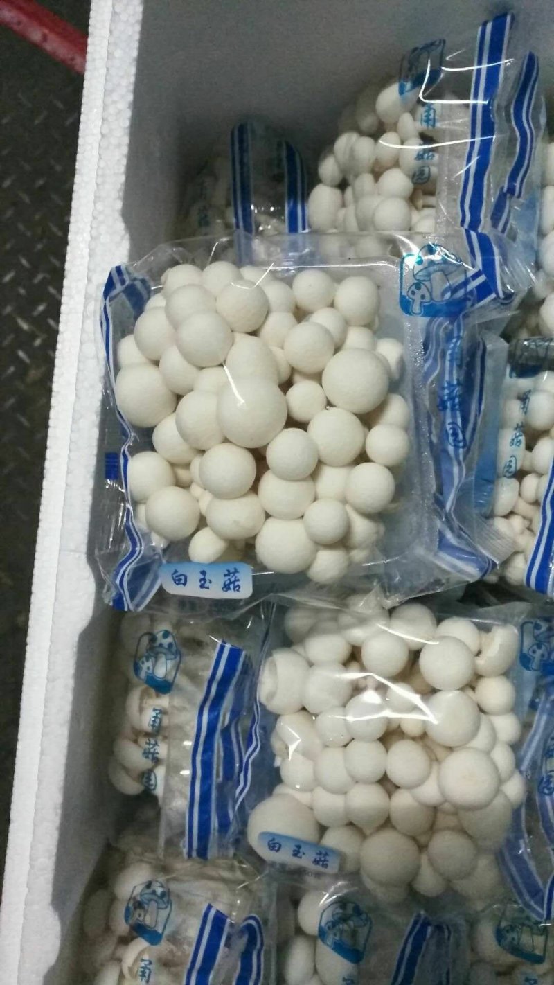 盒蟹盒白