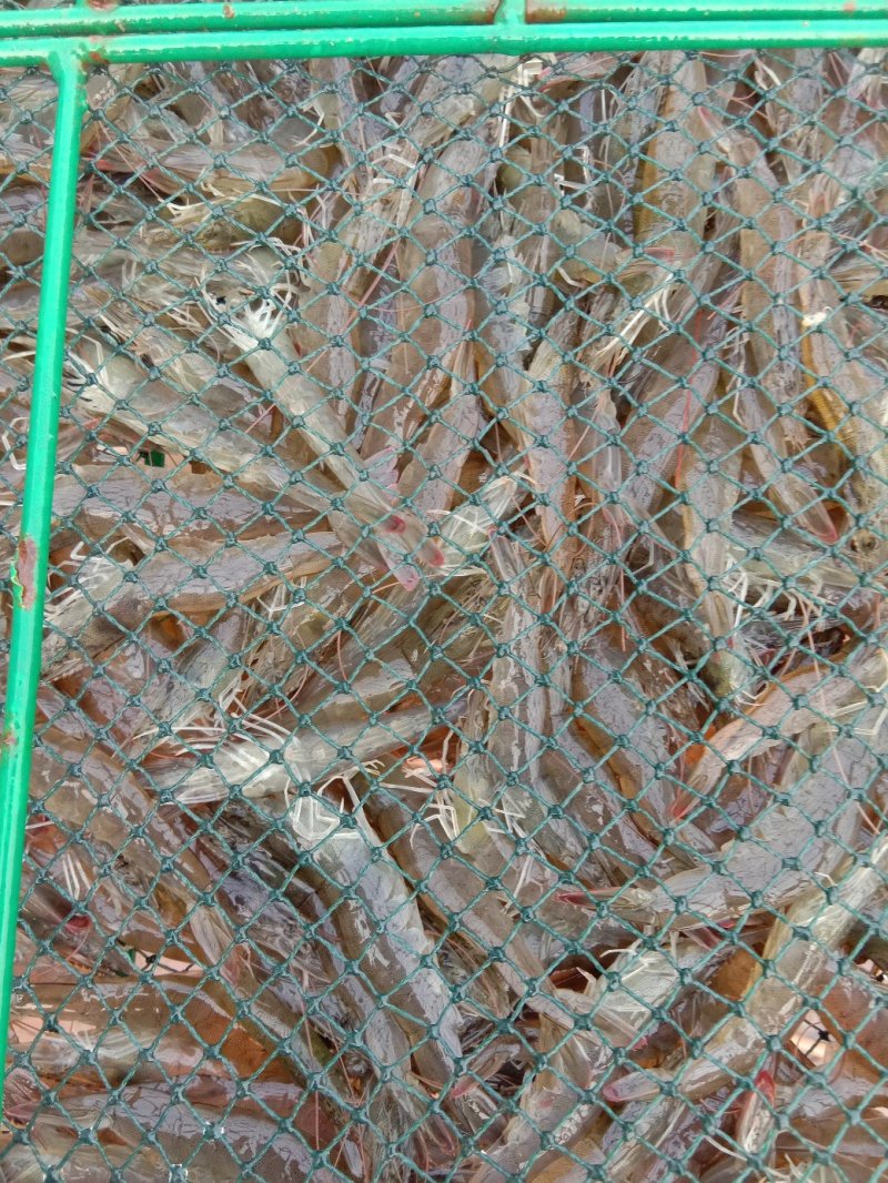 鲜活速冻大虾