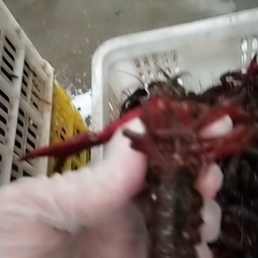 龙虾