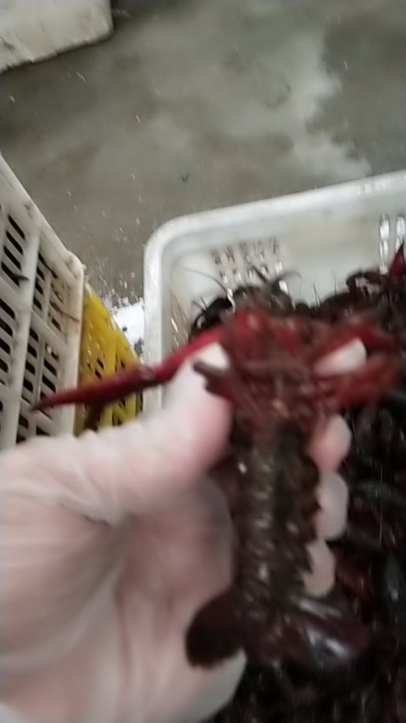 龙虾