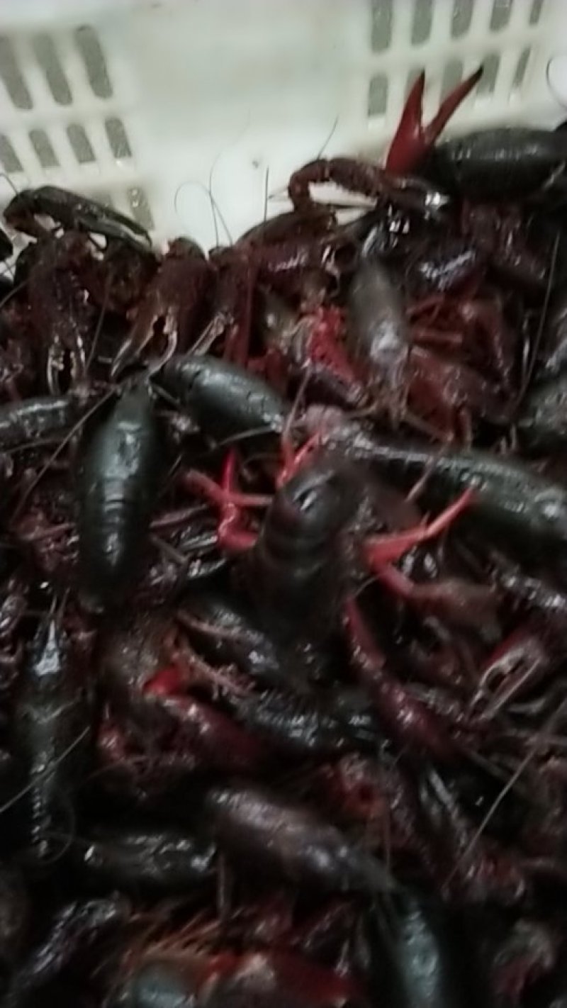 龙虾