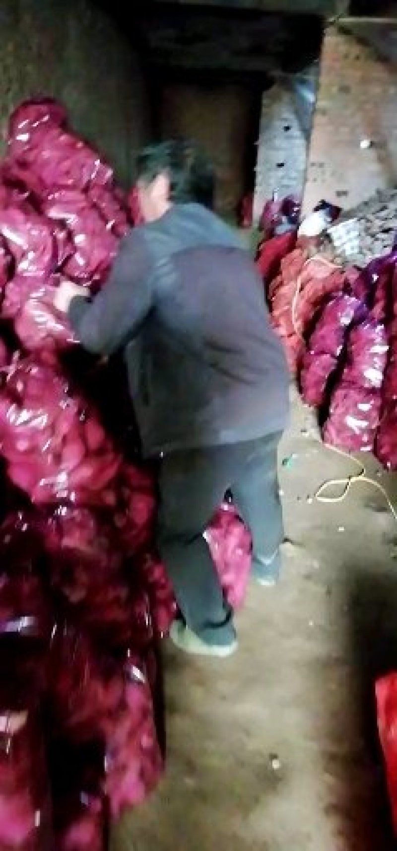 大量窖藏泗水地瓜出售