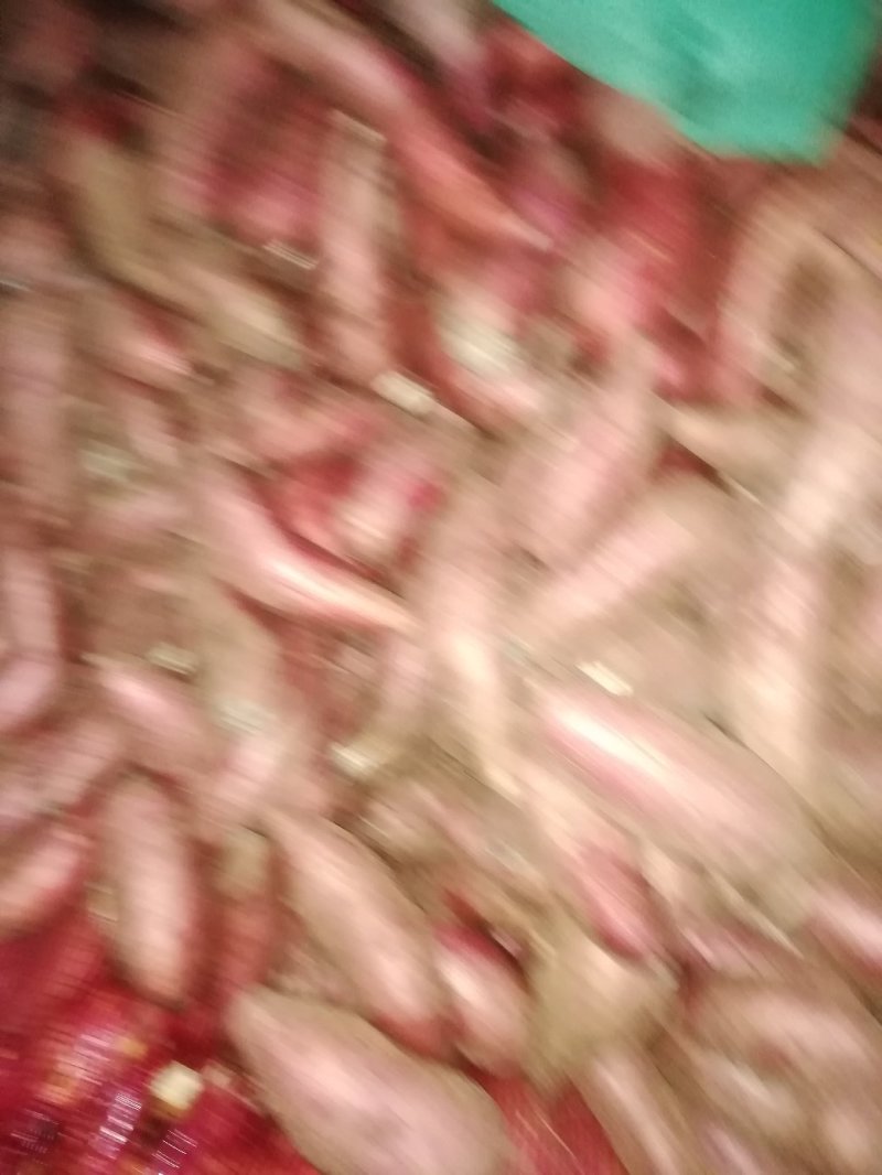 大量窖藏泗水地瓜出售