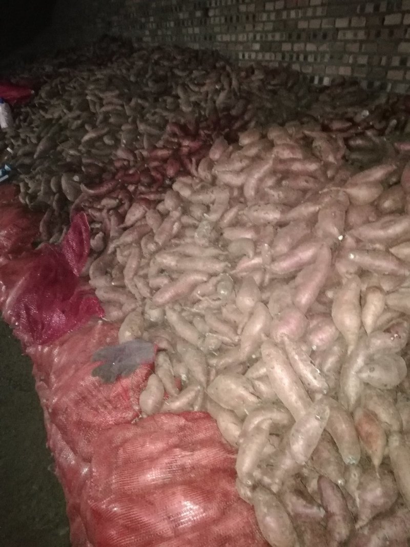 大量窖藏泗水地瓜出售