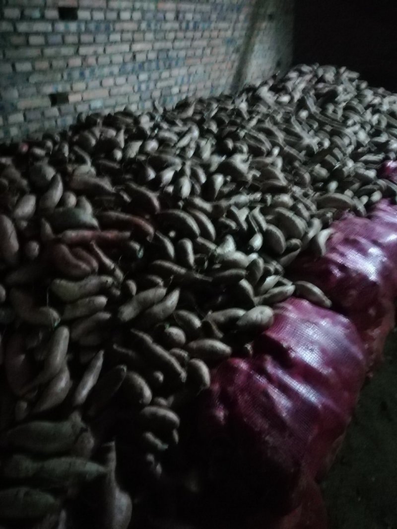 大量窖藏泗水地瓜出售
